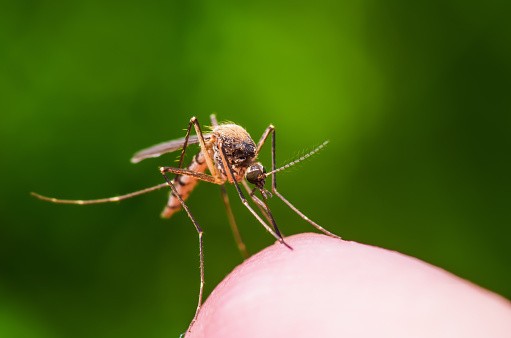 На 18 август предстои пръскане срещу комари на територията на община Русе